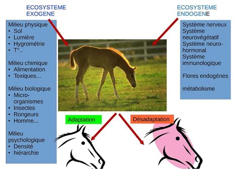 maladie génétique chez le cheval